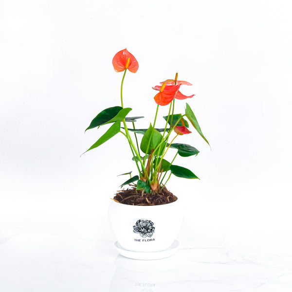 The Flora Anthurium Pot - Potted Plant - Bangalore - The Flora