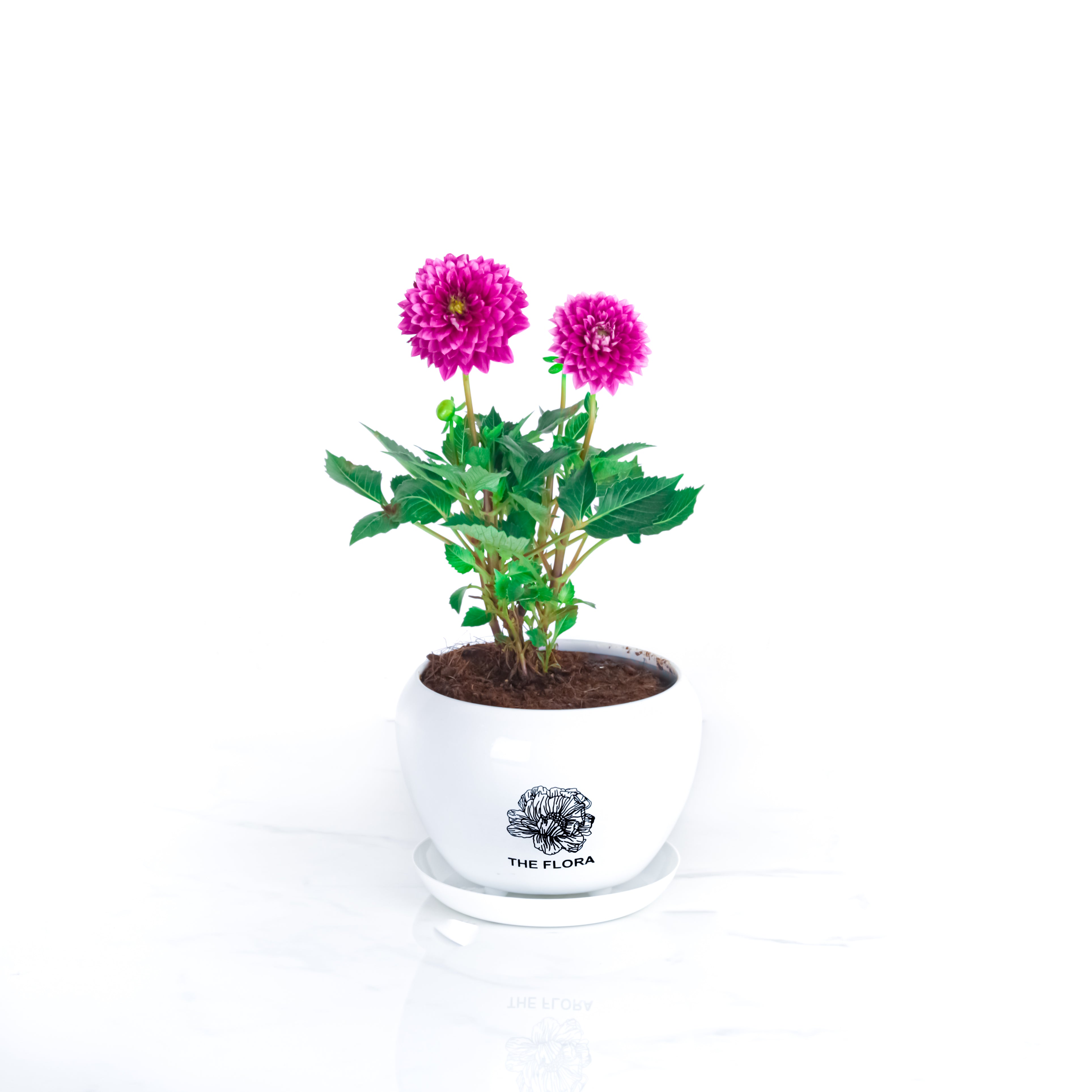 THE FLORA "Dahlia" Pot