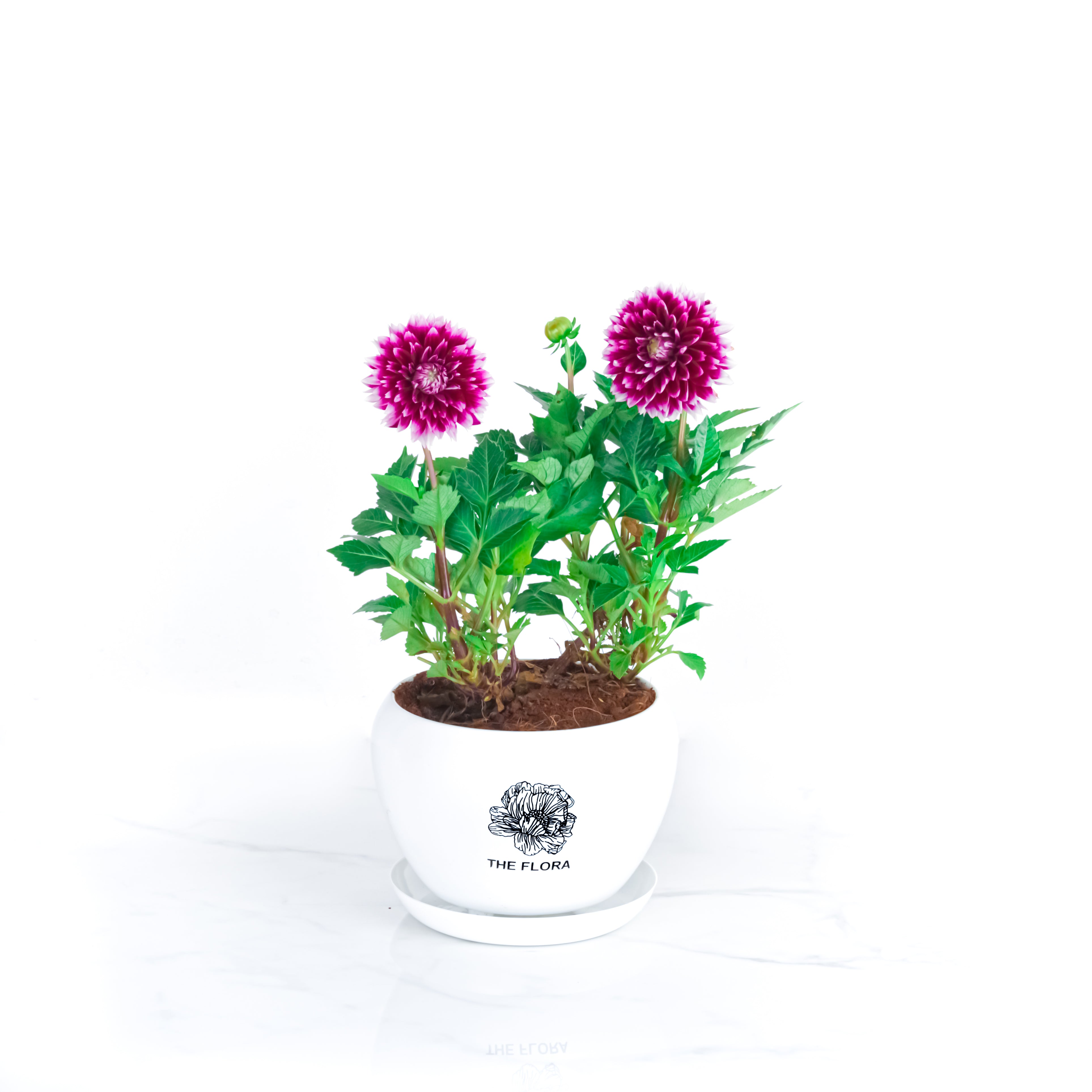 THE FLORA "Dahlia" Pot