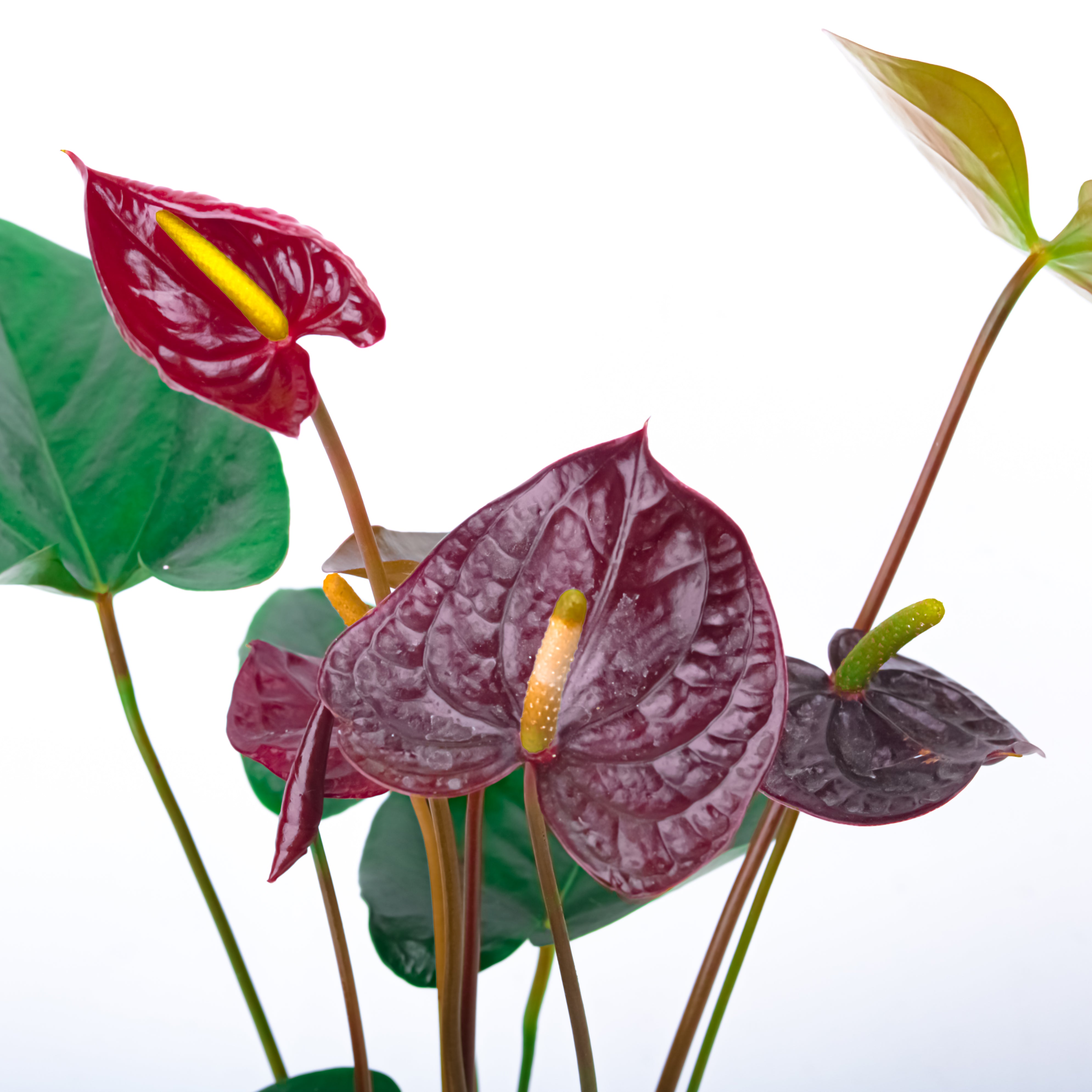 Diwali Delight (Anthuriums with Puja flowers, Dried Apricots & Pecan nuts)