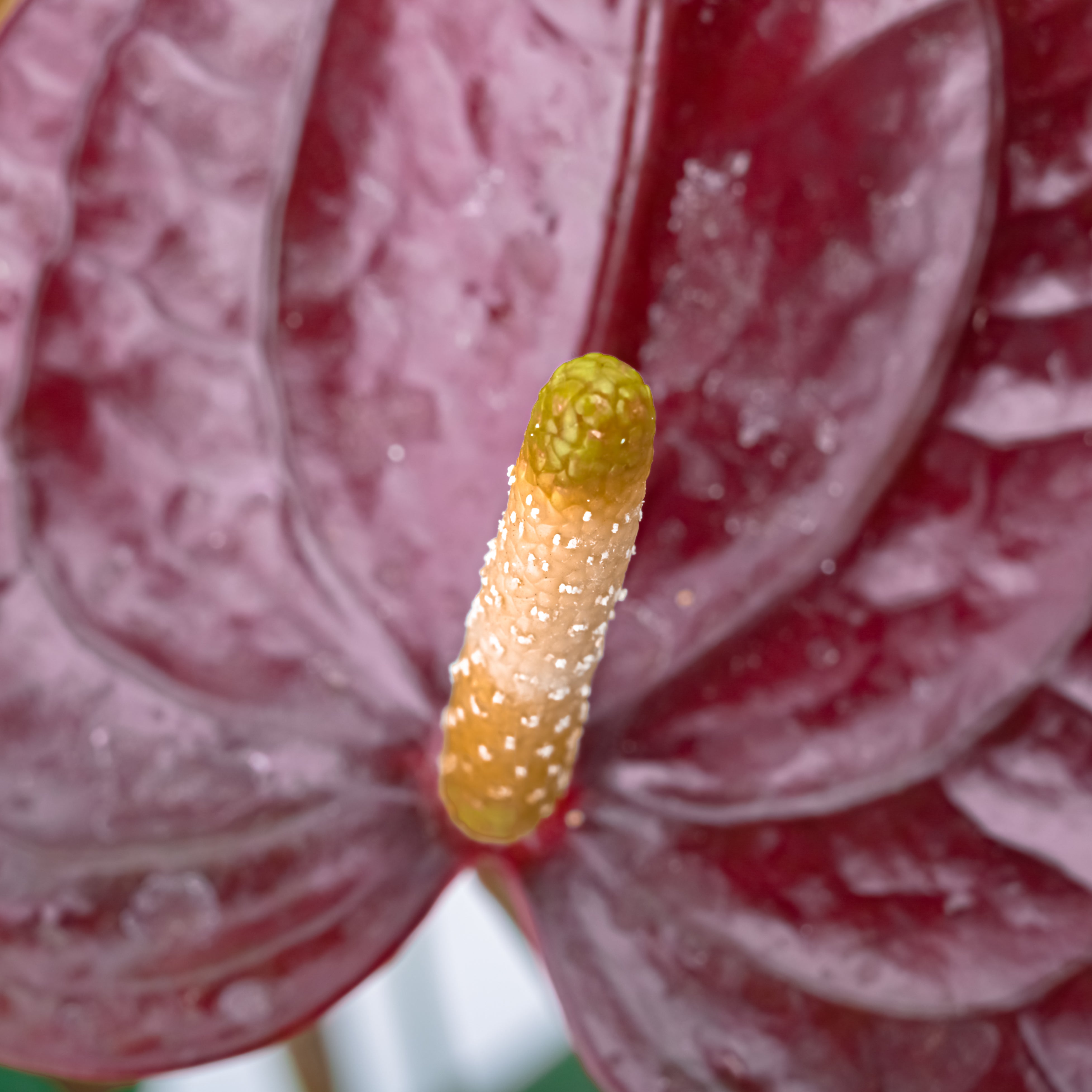 THE FLORA "Anthurium" Pot