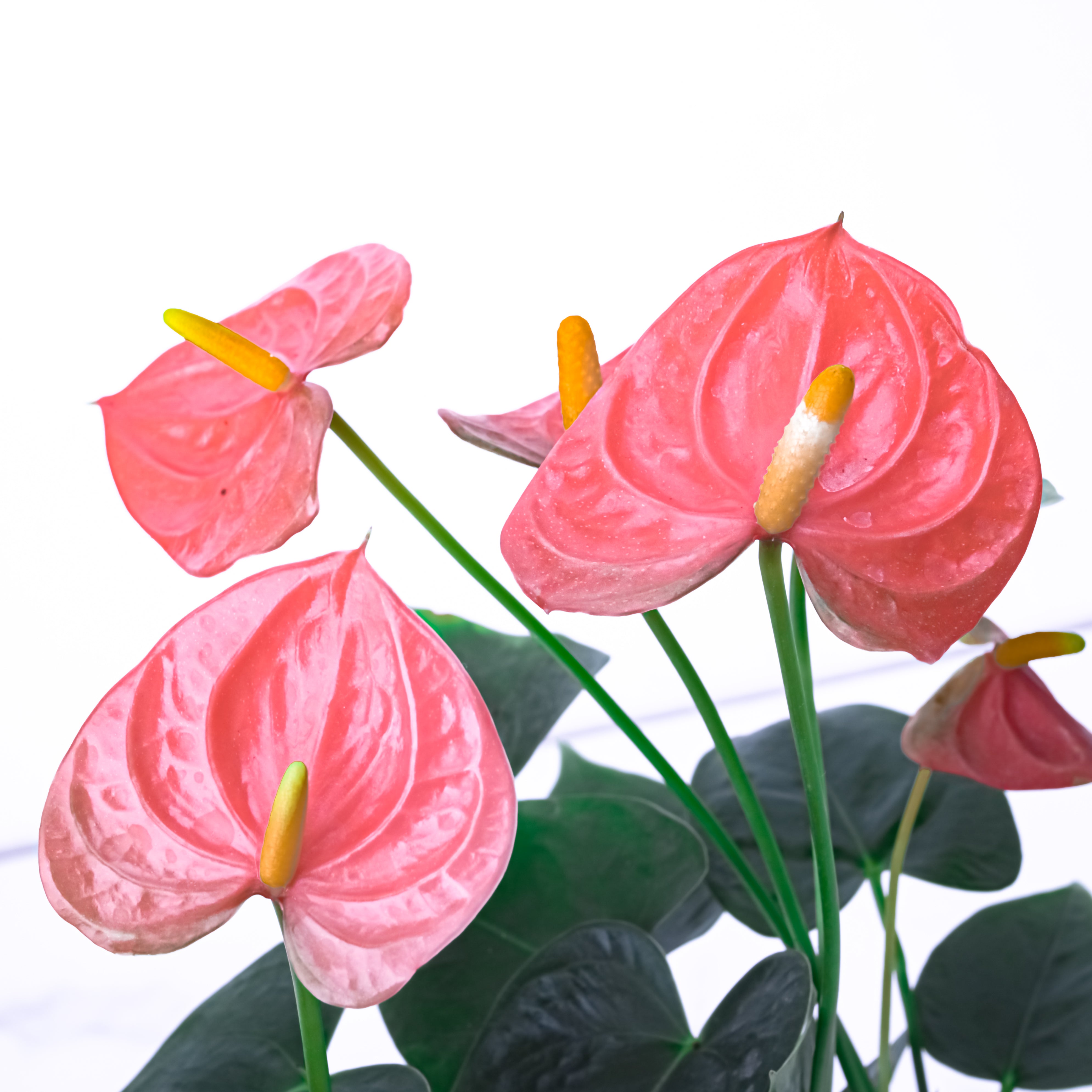 Diwali Delight (Anthuriums with Puja flowers, Dried Apricots & Pecan nuts)