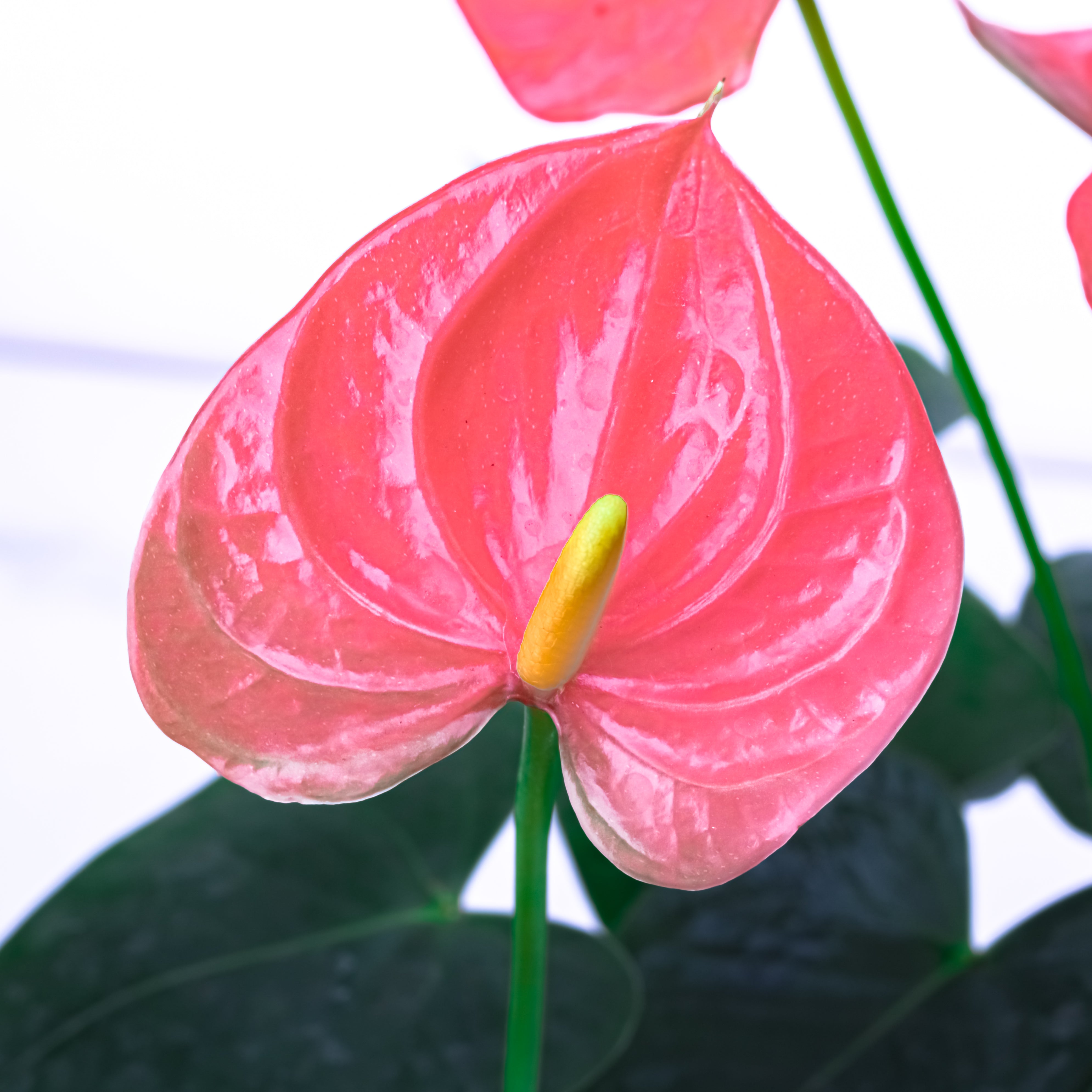 Diwali Delight (Anthuriums with Puja flowers, Dried Apricots & Pecan nuts)