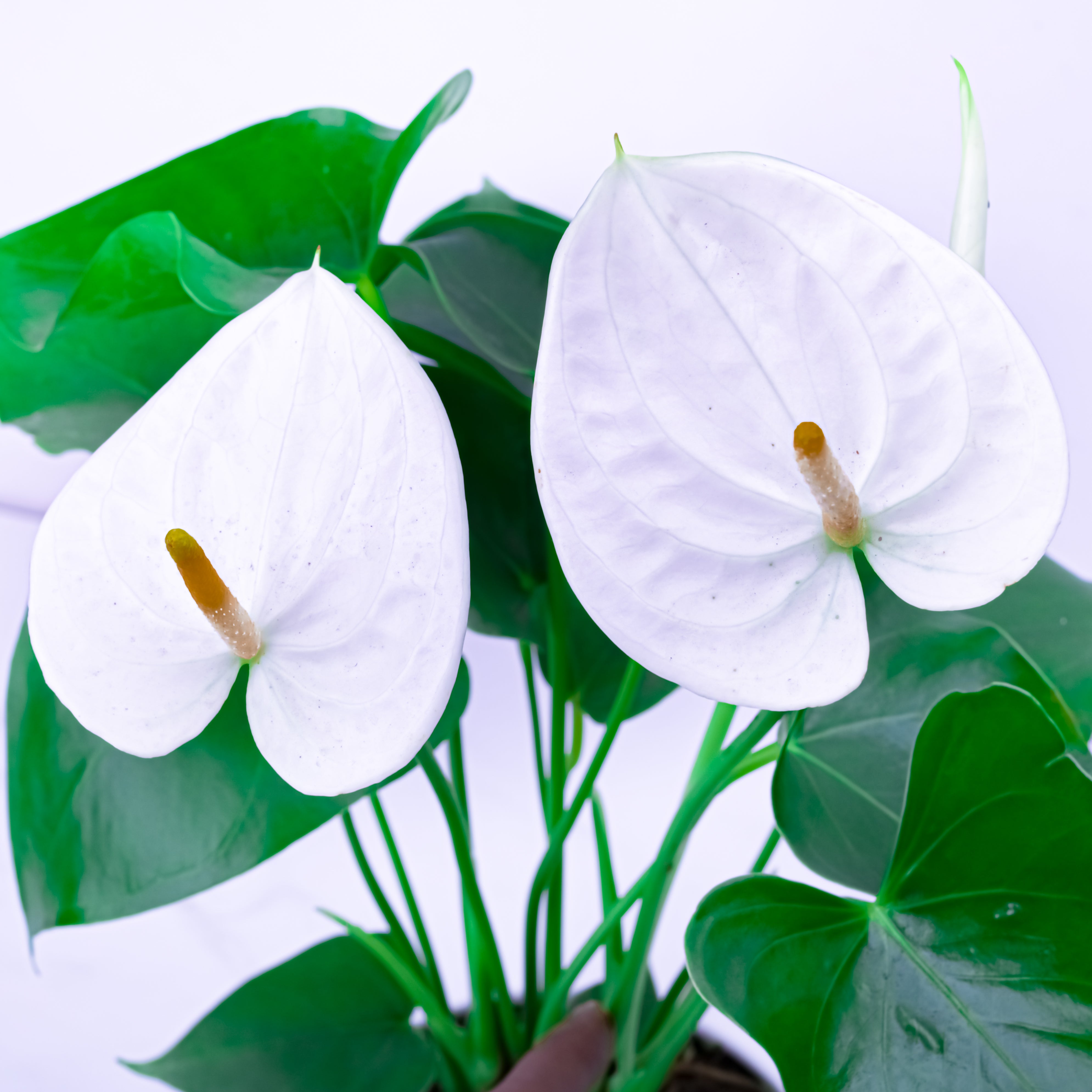 THE FLORA "Anthurium" Pot