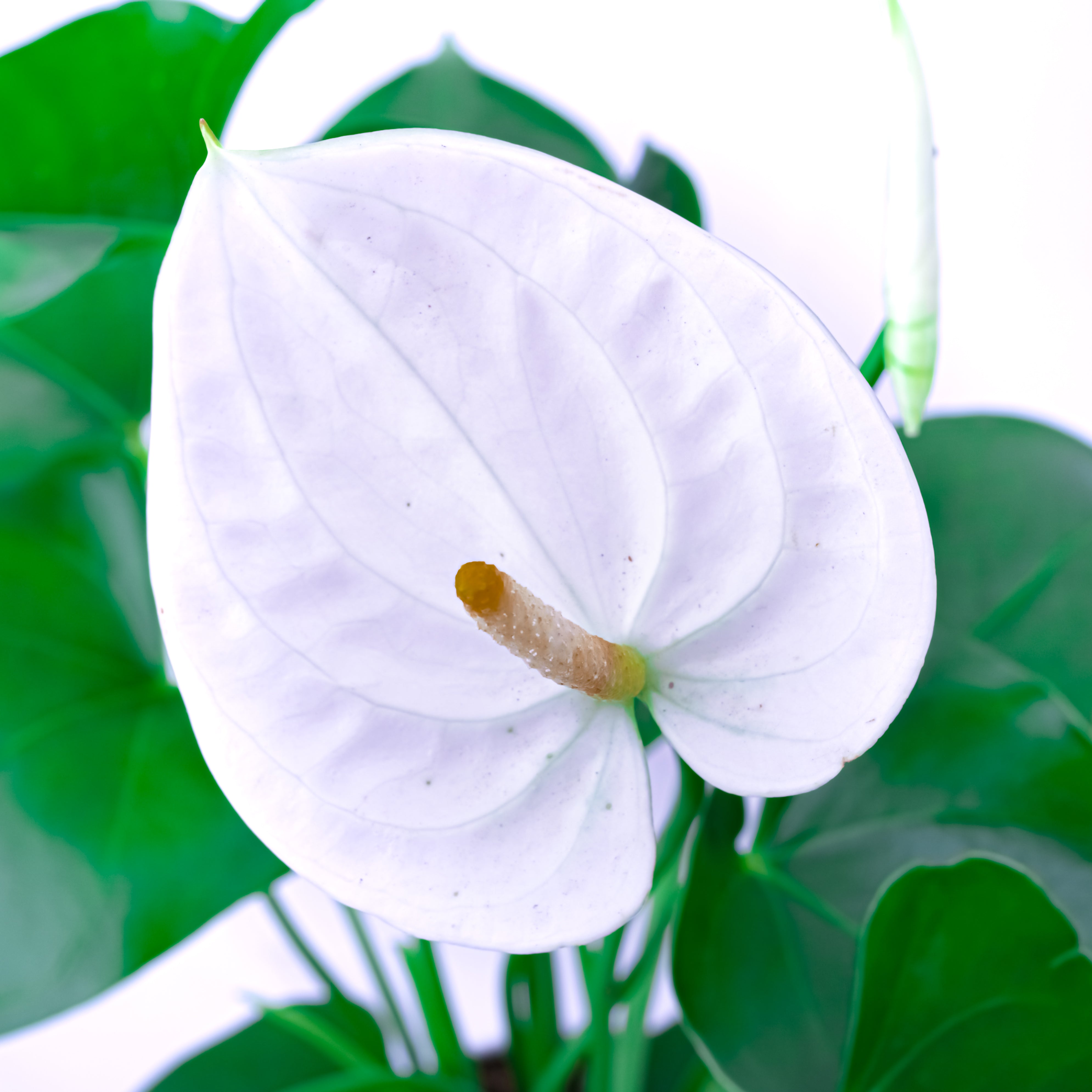 THE FLORA "Anthurium" Pot