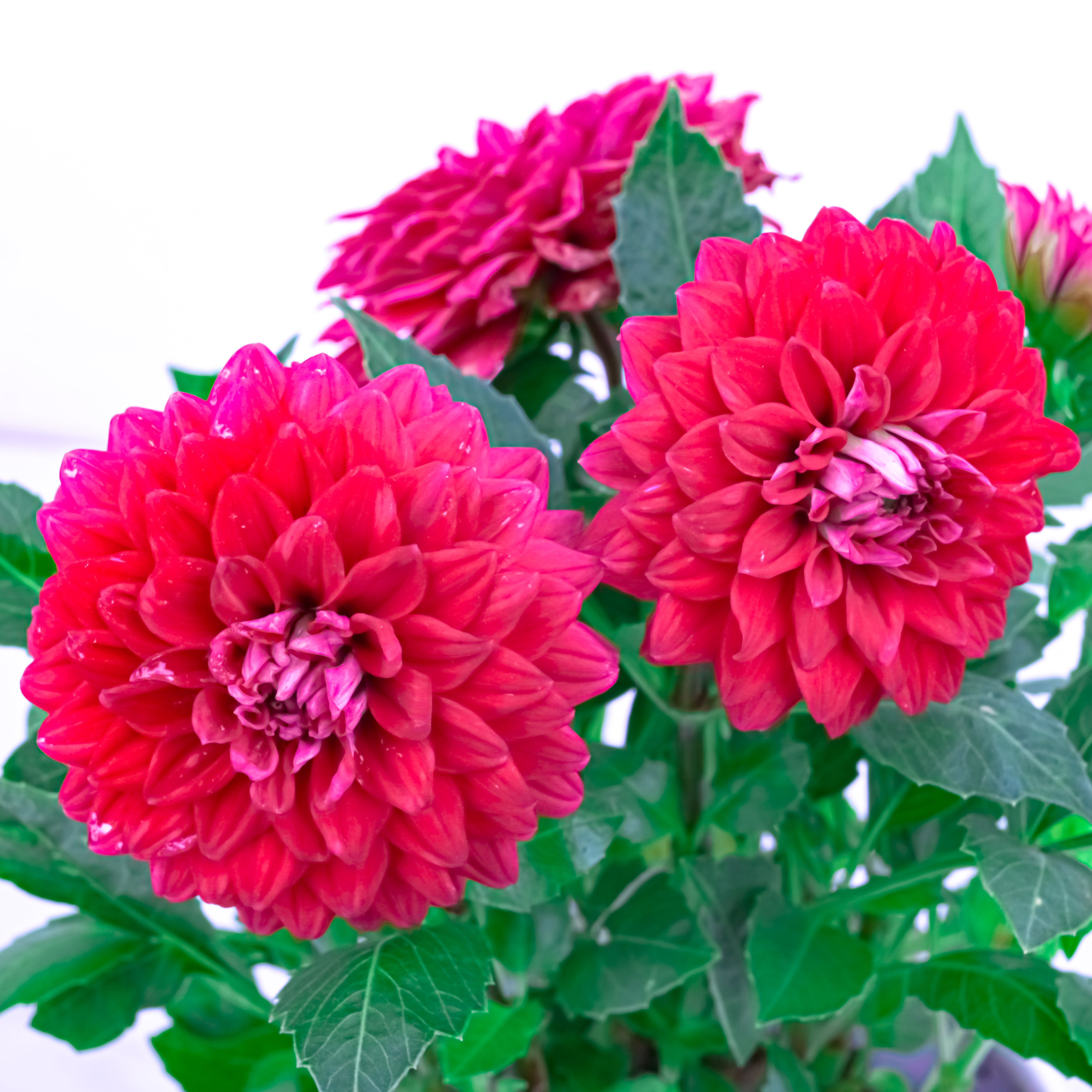 Potted Elegance (Dahlia with Puja flowers, Dried Apricots & Pecan nuts)