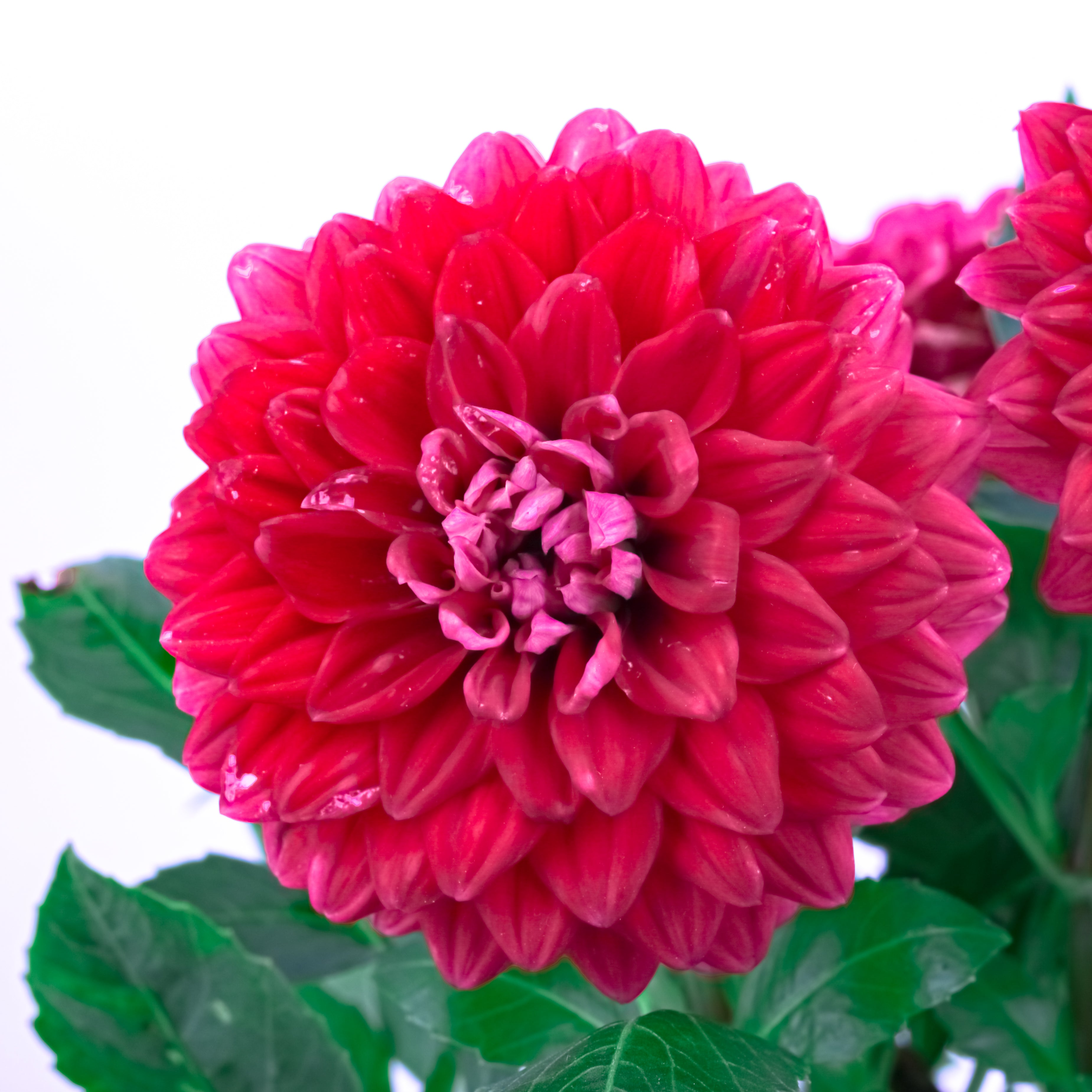 Potted Elegance (Dahlia with Puja flowers, Dried Apricots & Pecan nuts)