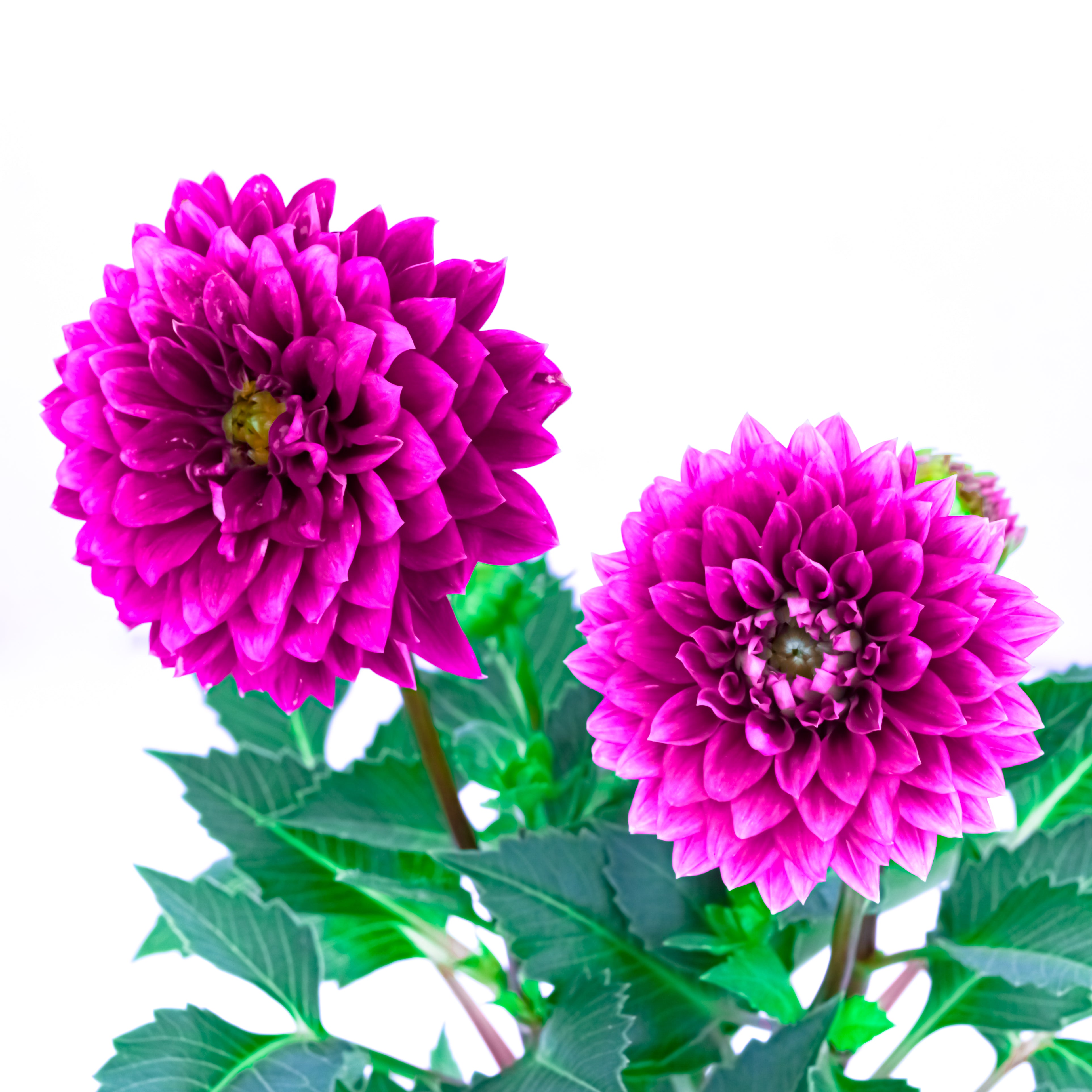 Potted Elegance (Dahlia with Puja flowers, Dried Apricots & Pecan nuts)