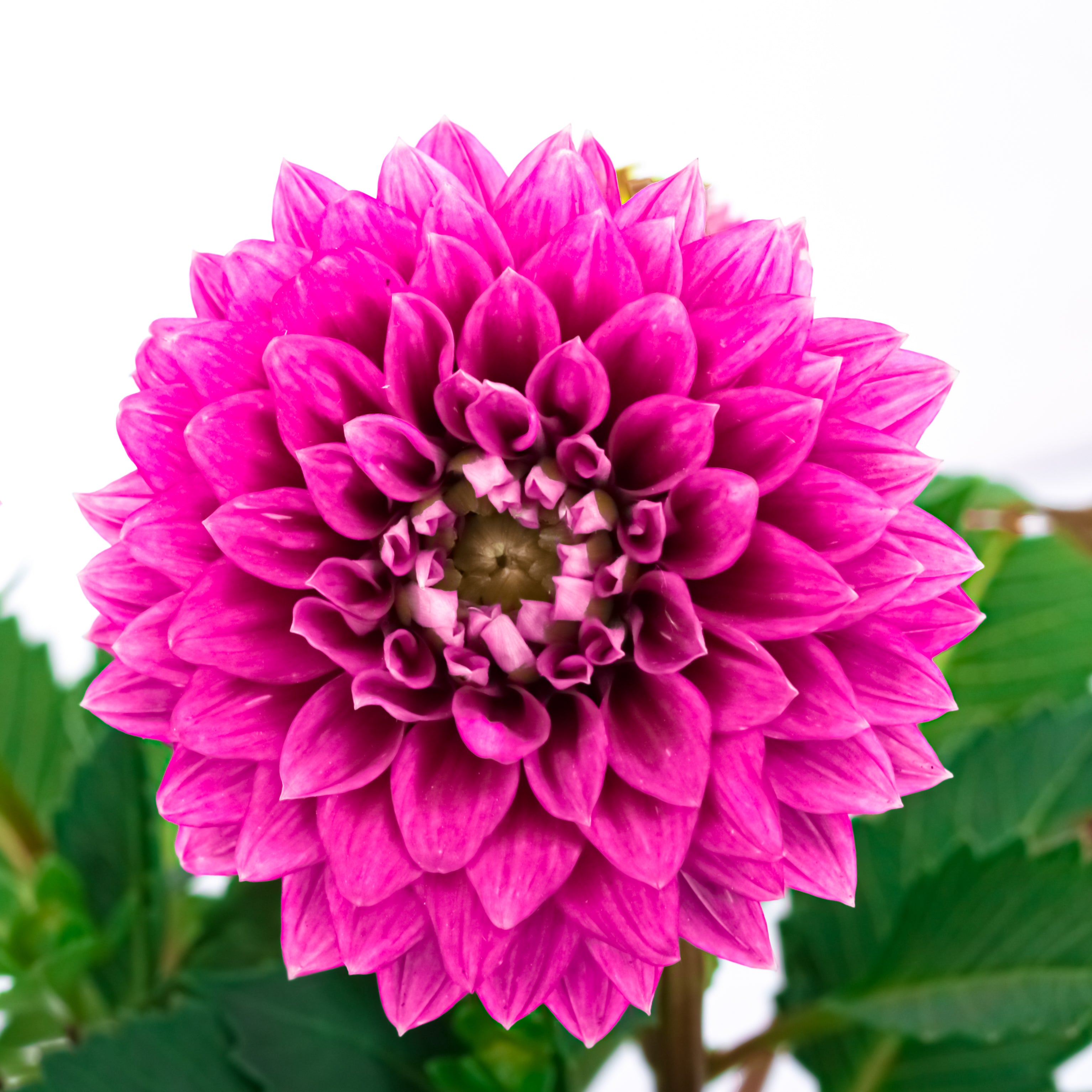 Potted Elegance (Dahlia with Puja flowers, Dried Apricots & Pecan nuts)