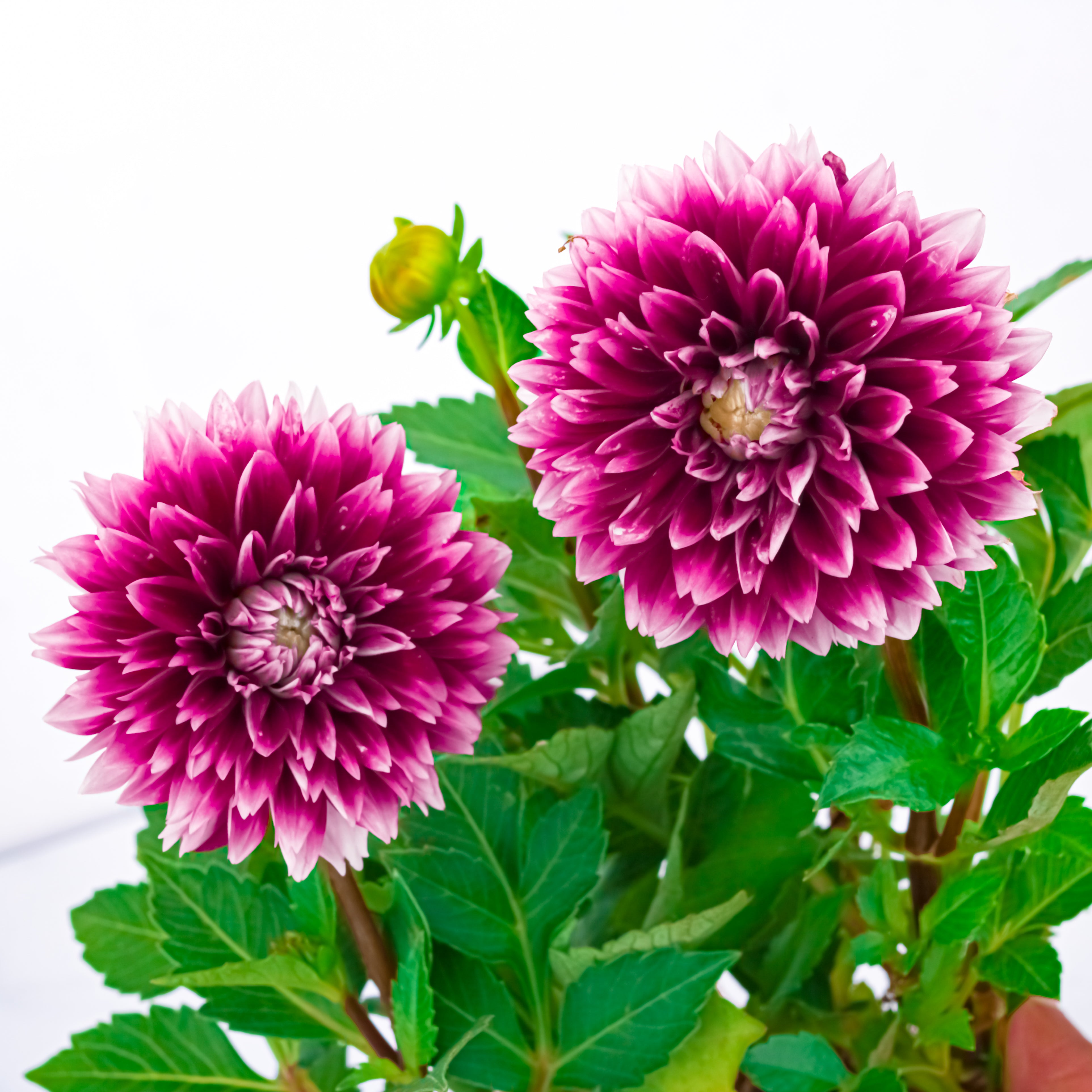 Potted Elegance (Dahlia with Puja flowers, Dried Apricots & Pecan nuts)