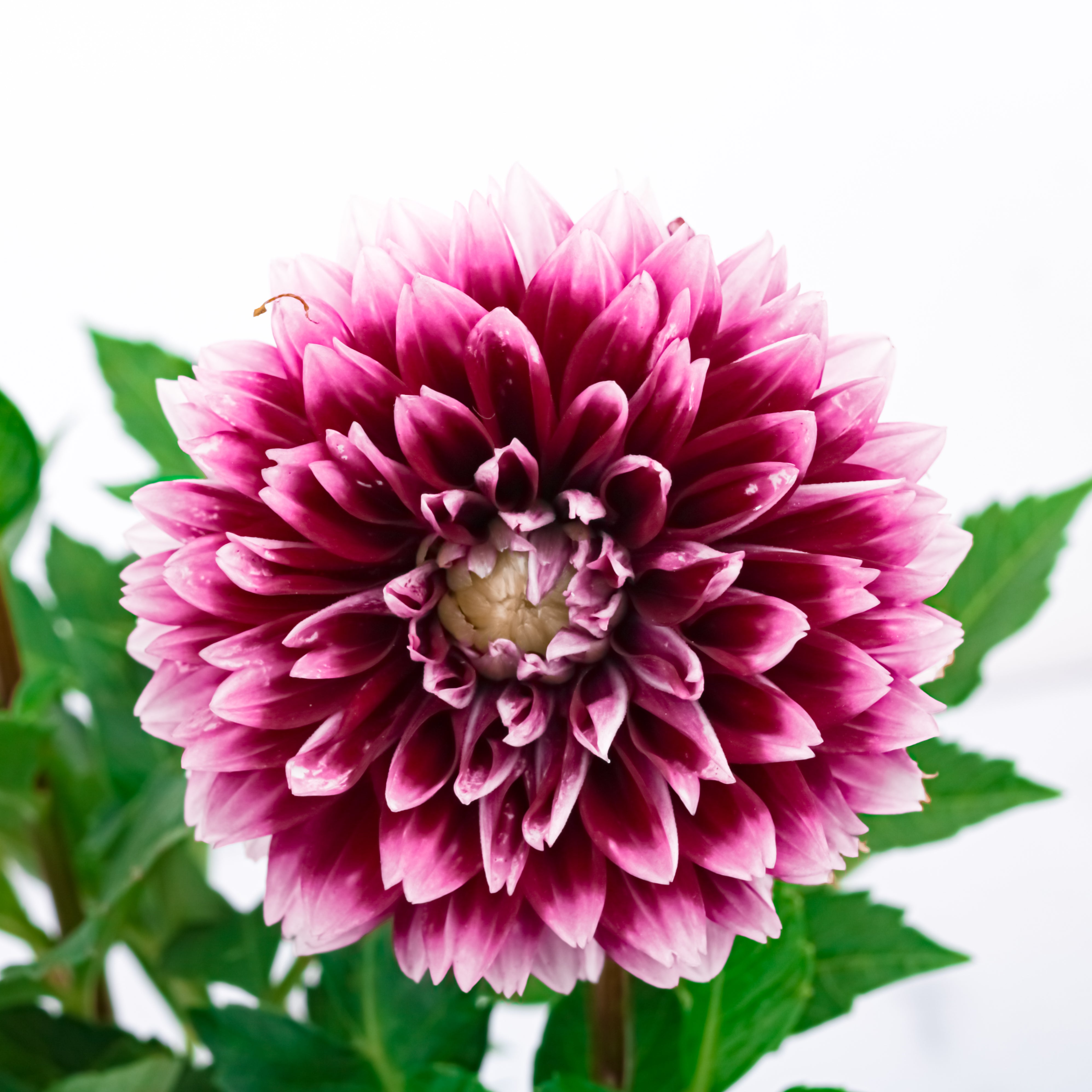 Potted Elegance (Dahlia with Puja flowers, Dried Apricots & Pecan nuts)