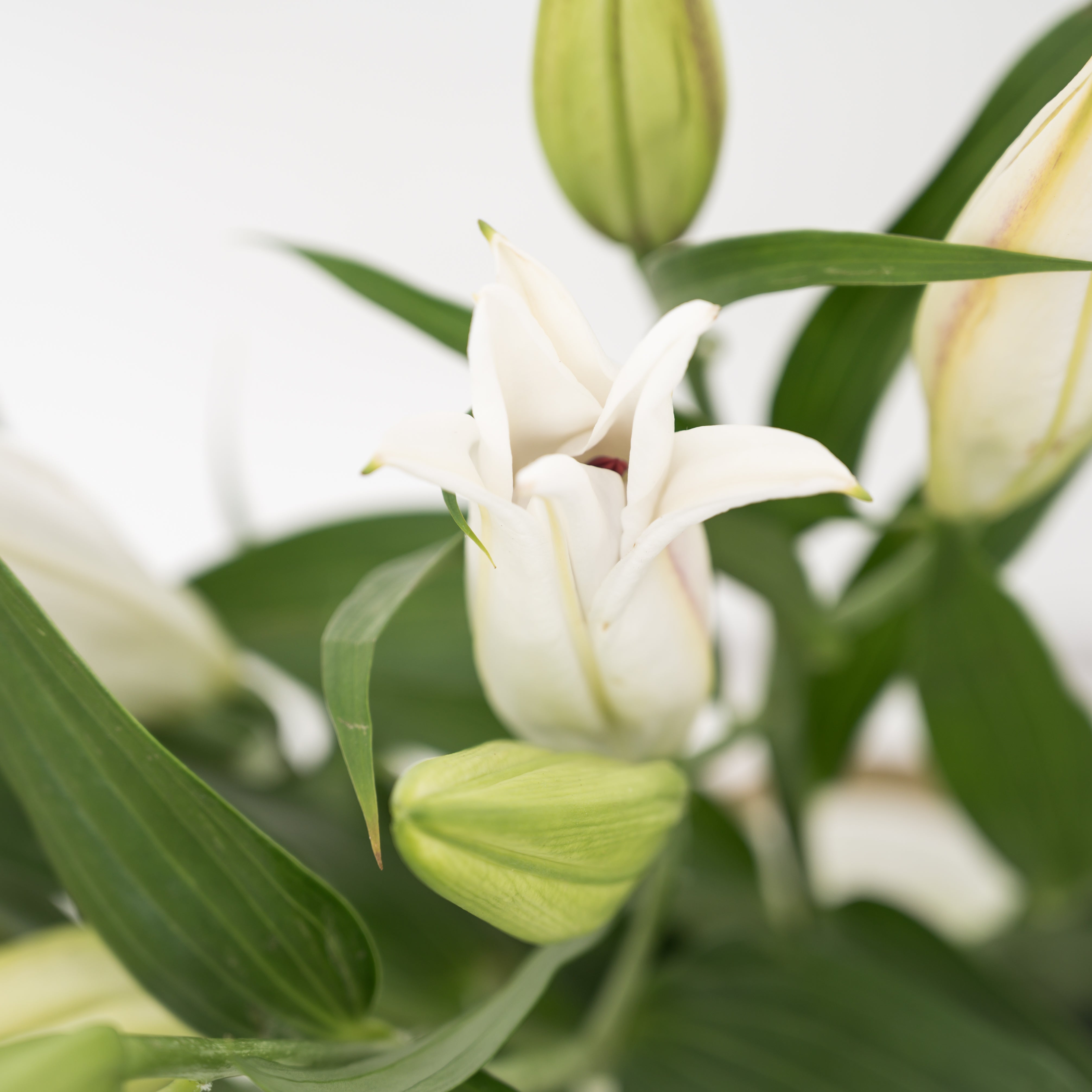 Oriental Lily //Delhi