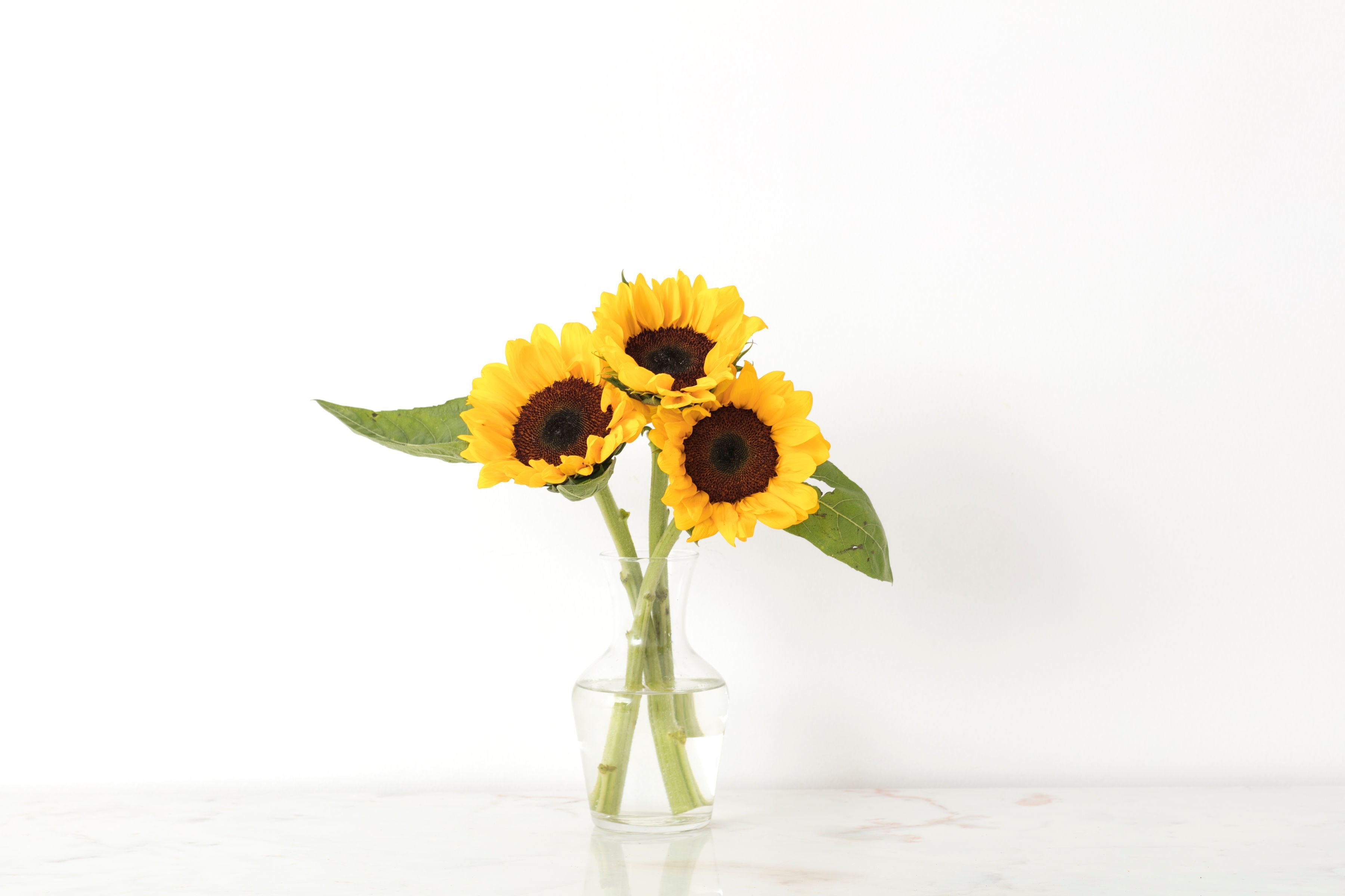 Sunflowers //Delhi