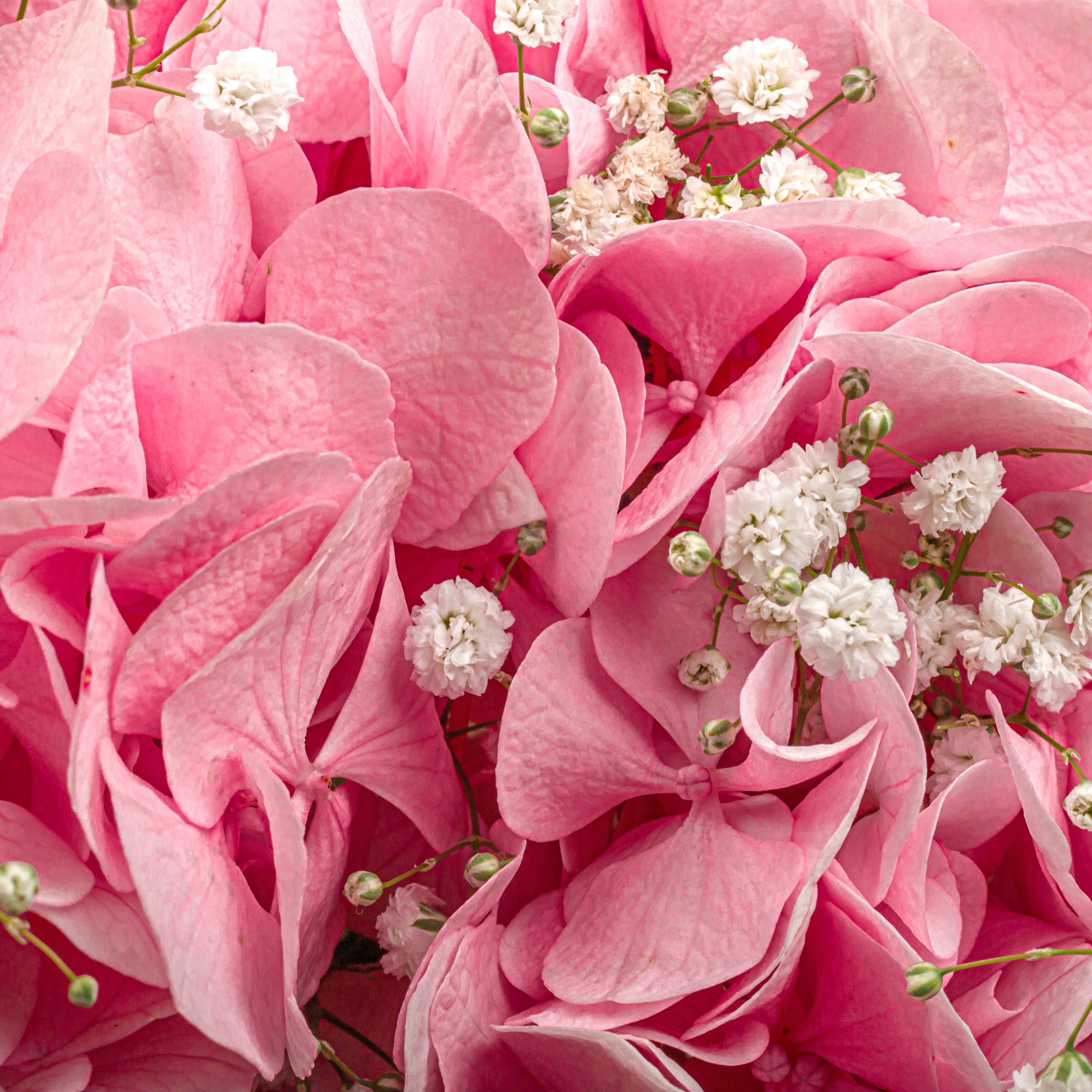 Pretty, Pink & Posy