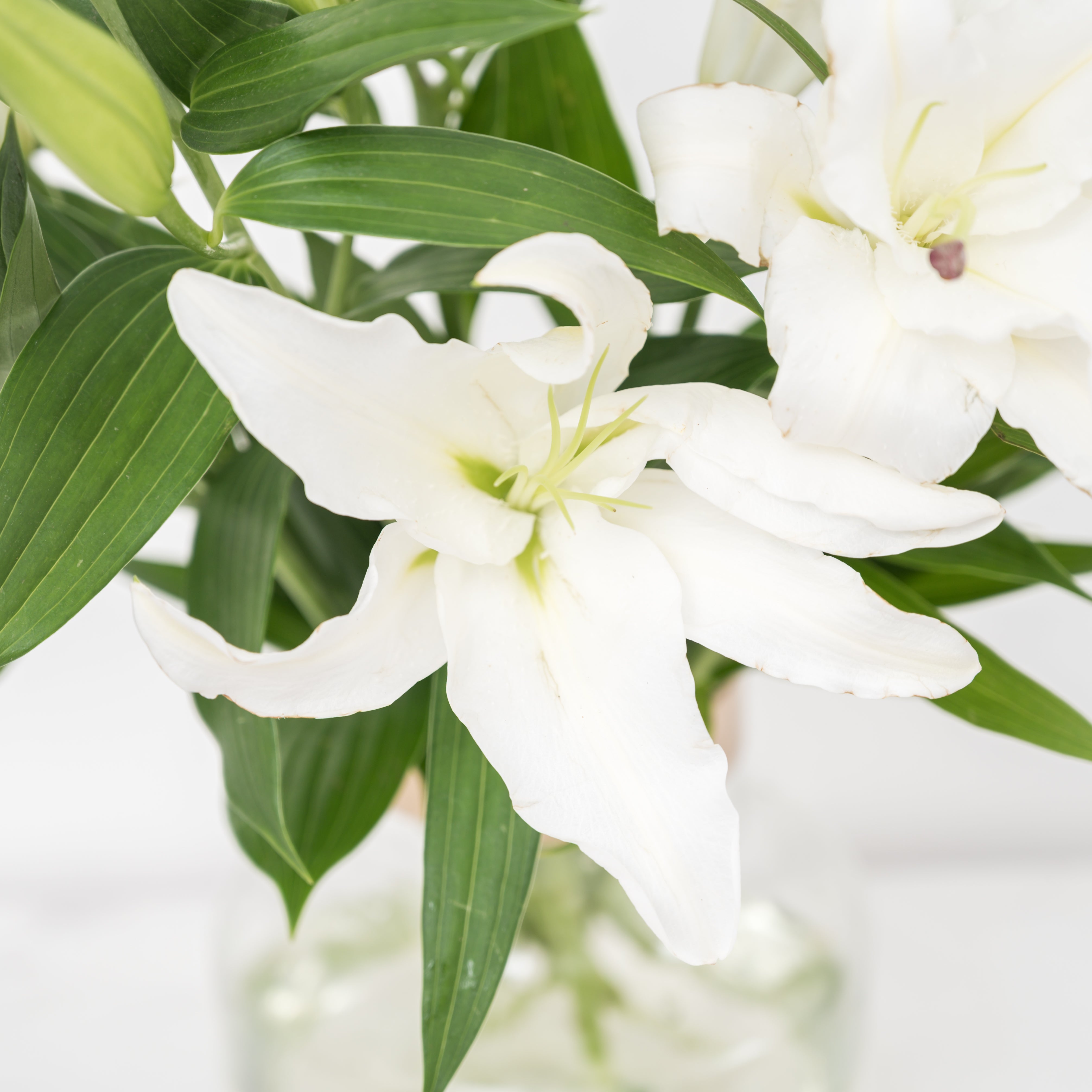 Oriental Lily