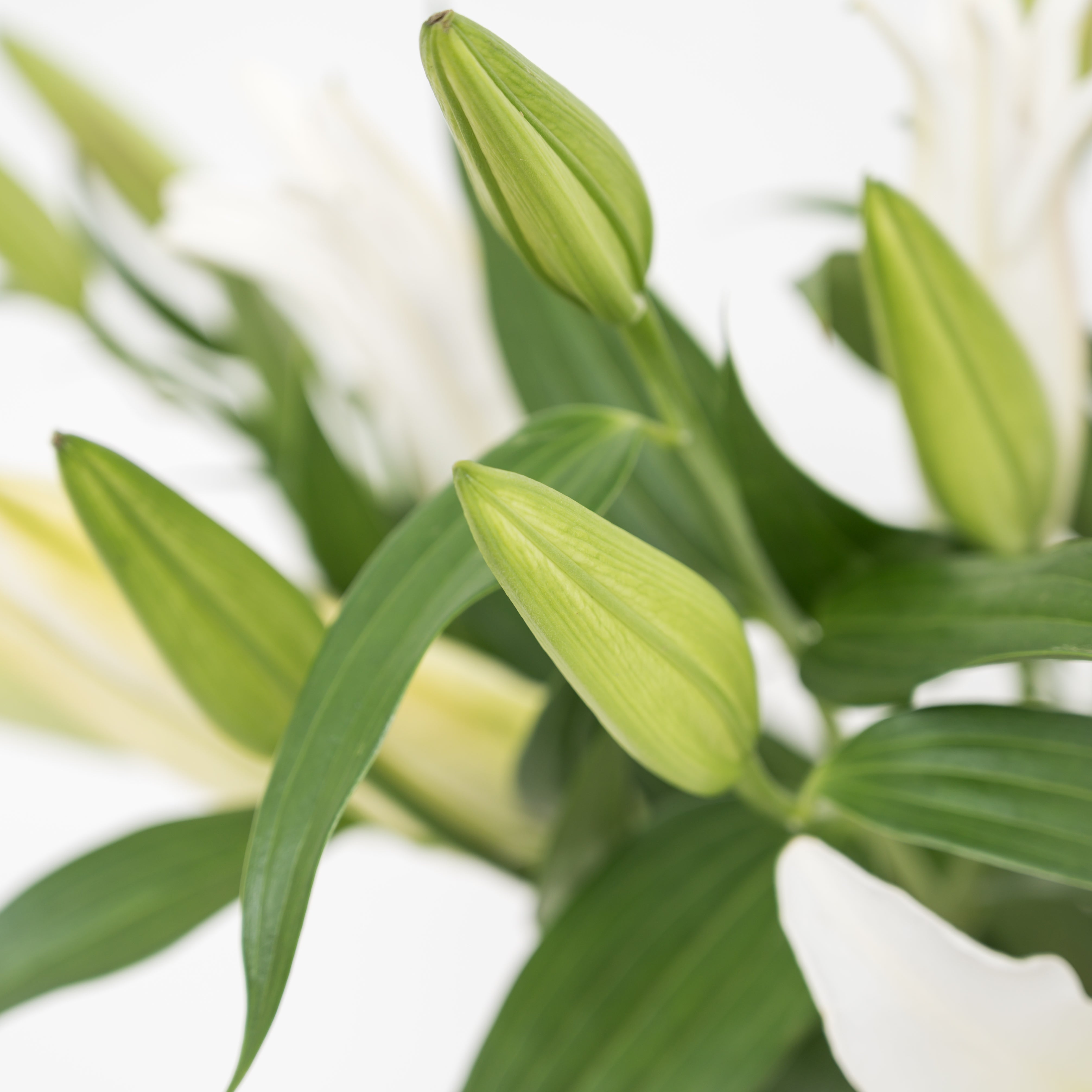 Oriental Lily