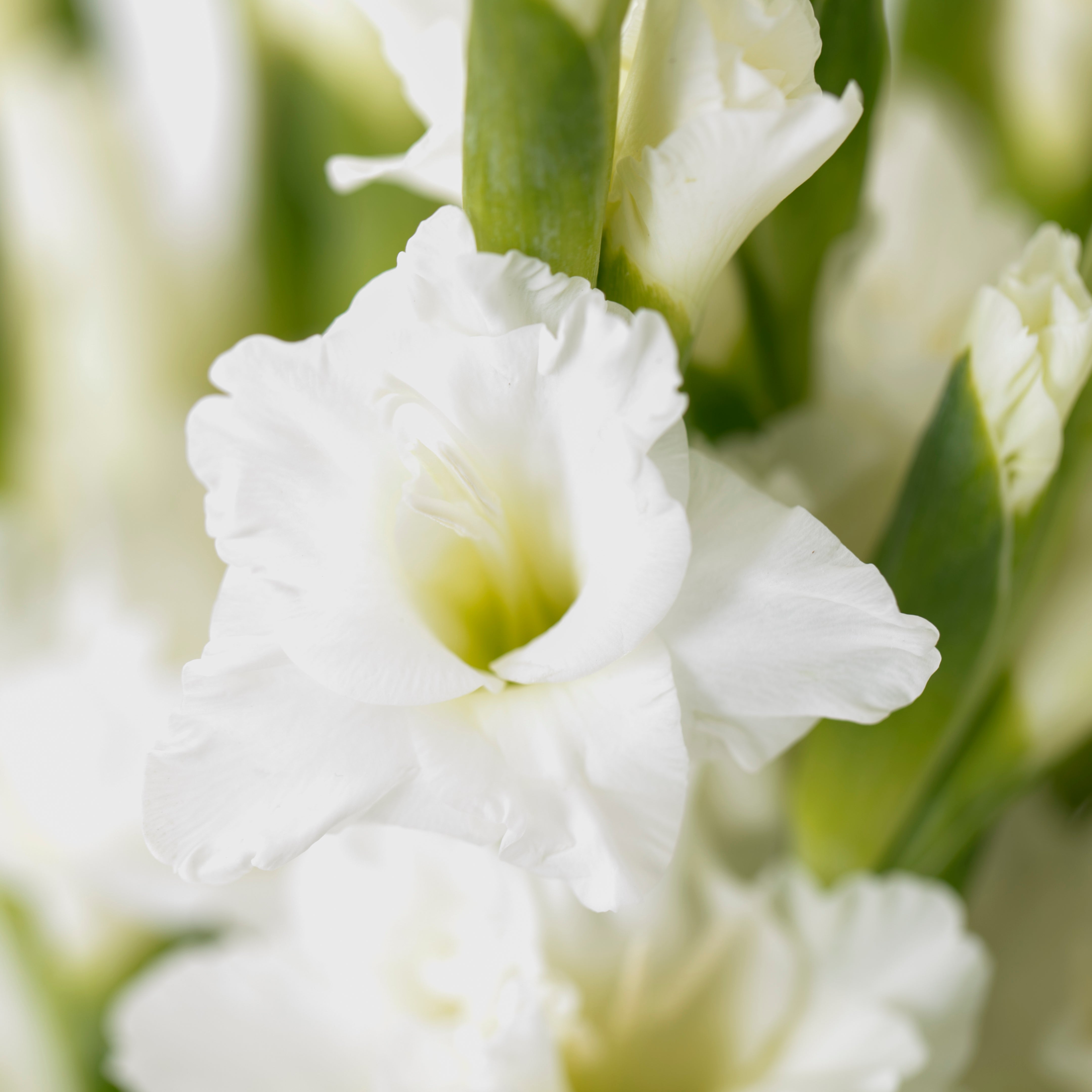 Gladioli