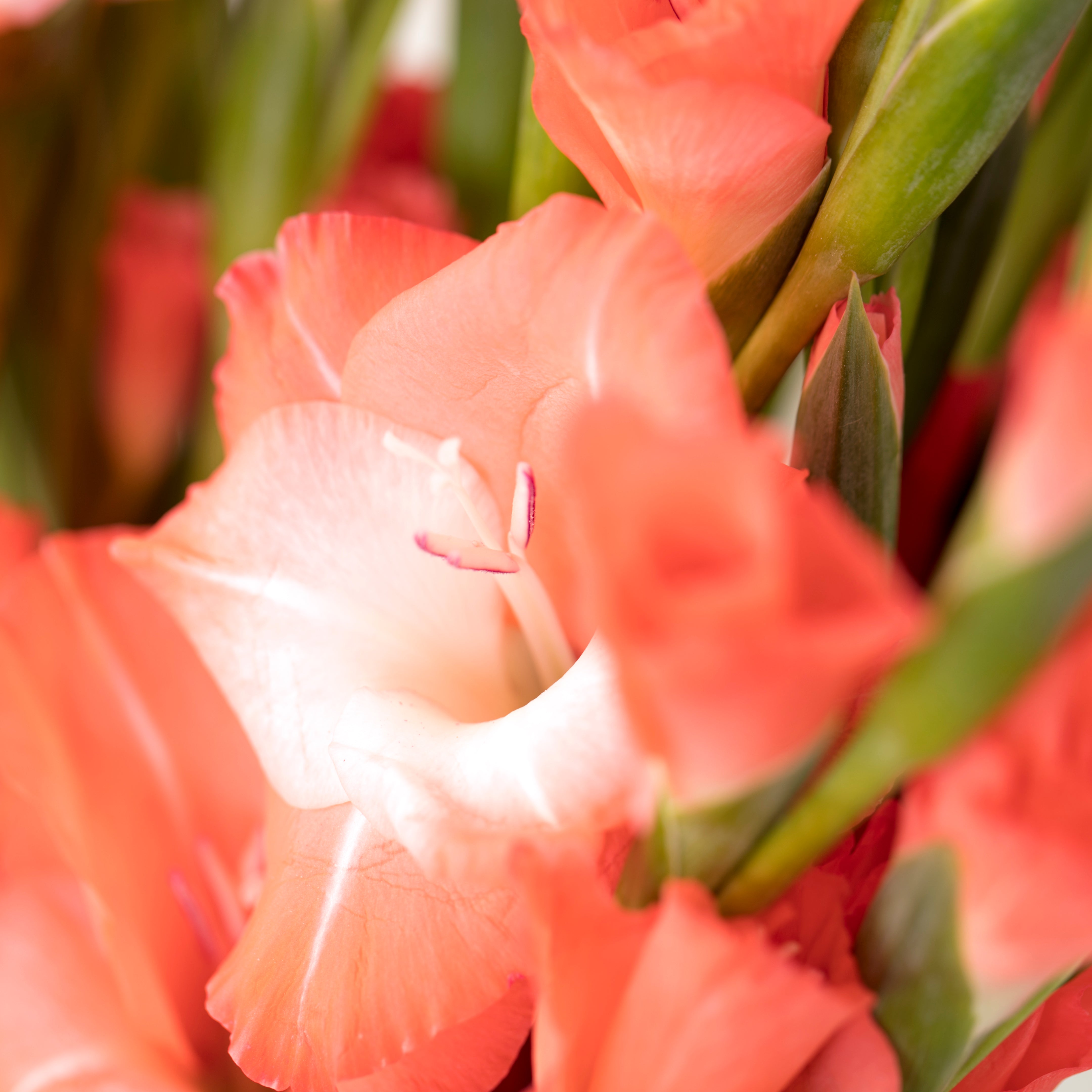 Gladioli