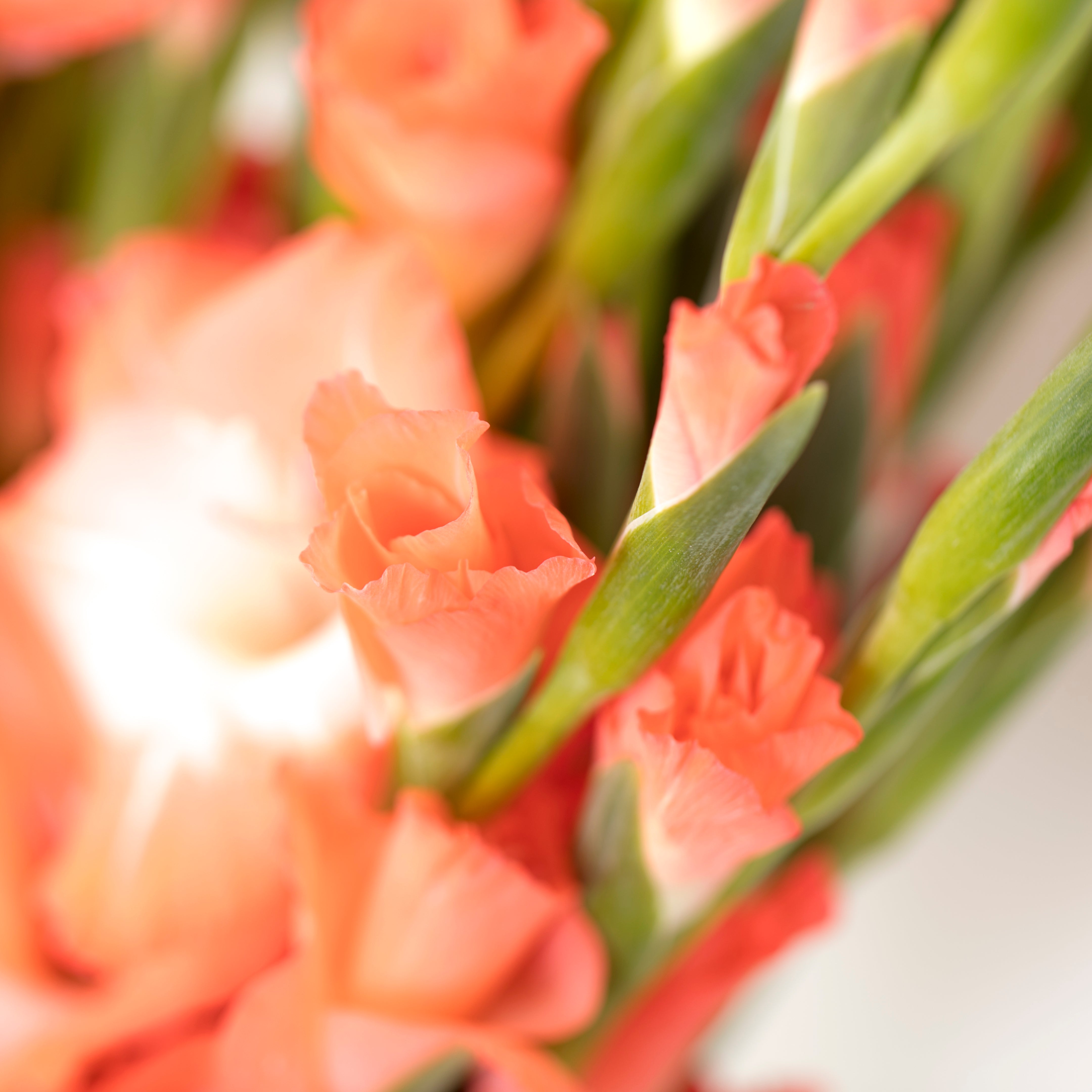 Gladioli