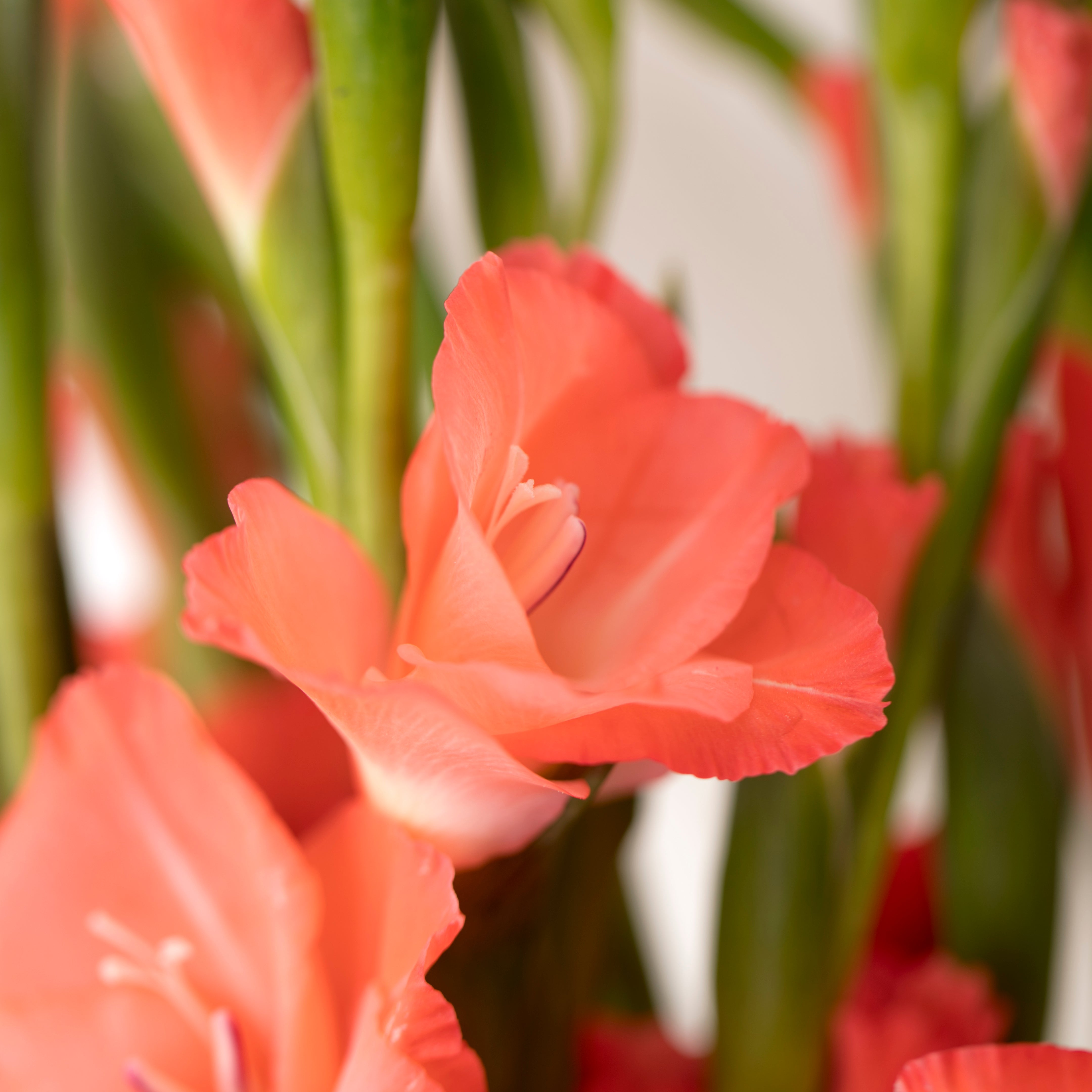 Gladioli