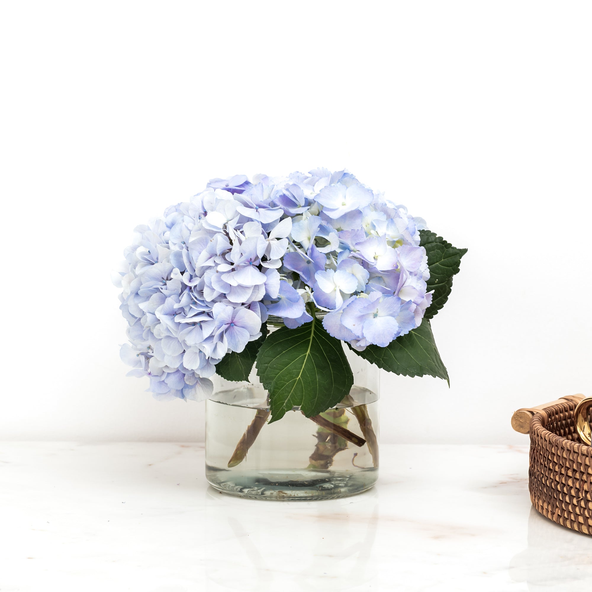 Hydrangea