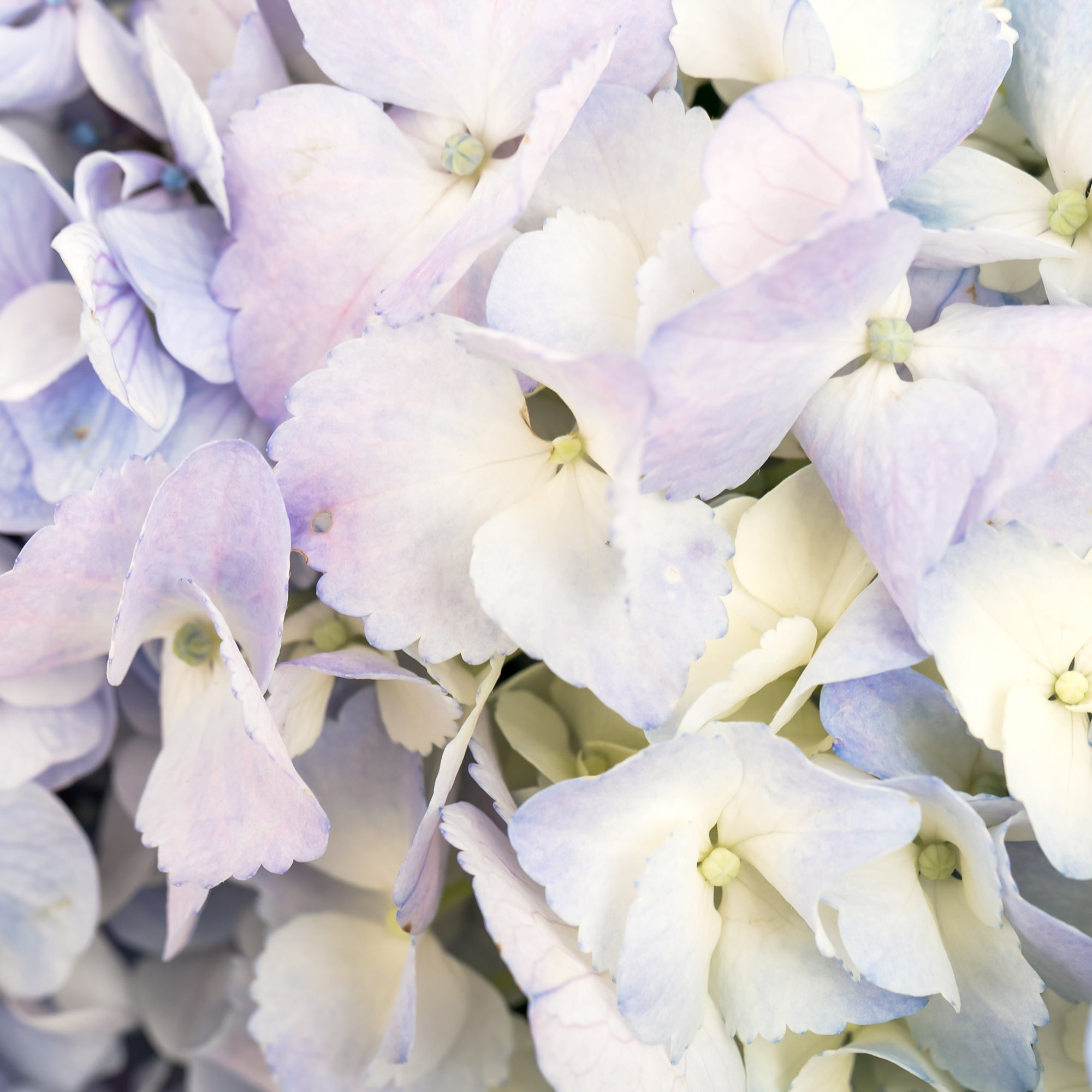 Order Hydrangeas Online in Bangalore - The Flora