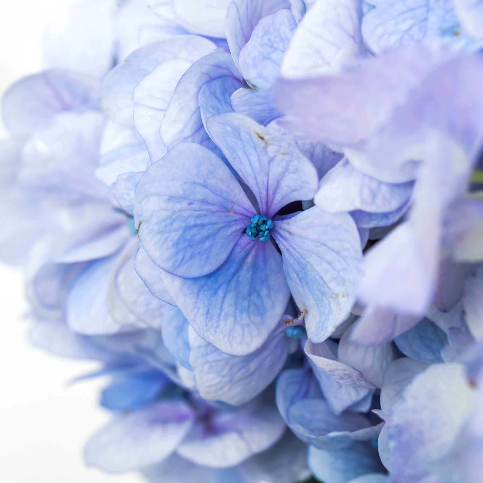 Hydrangea