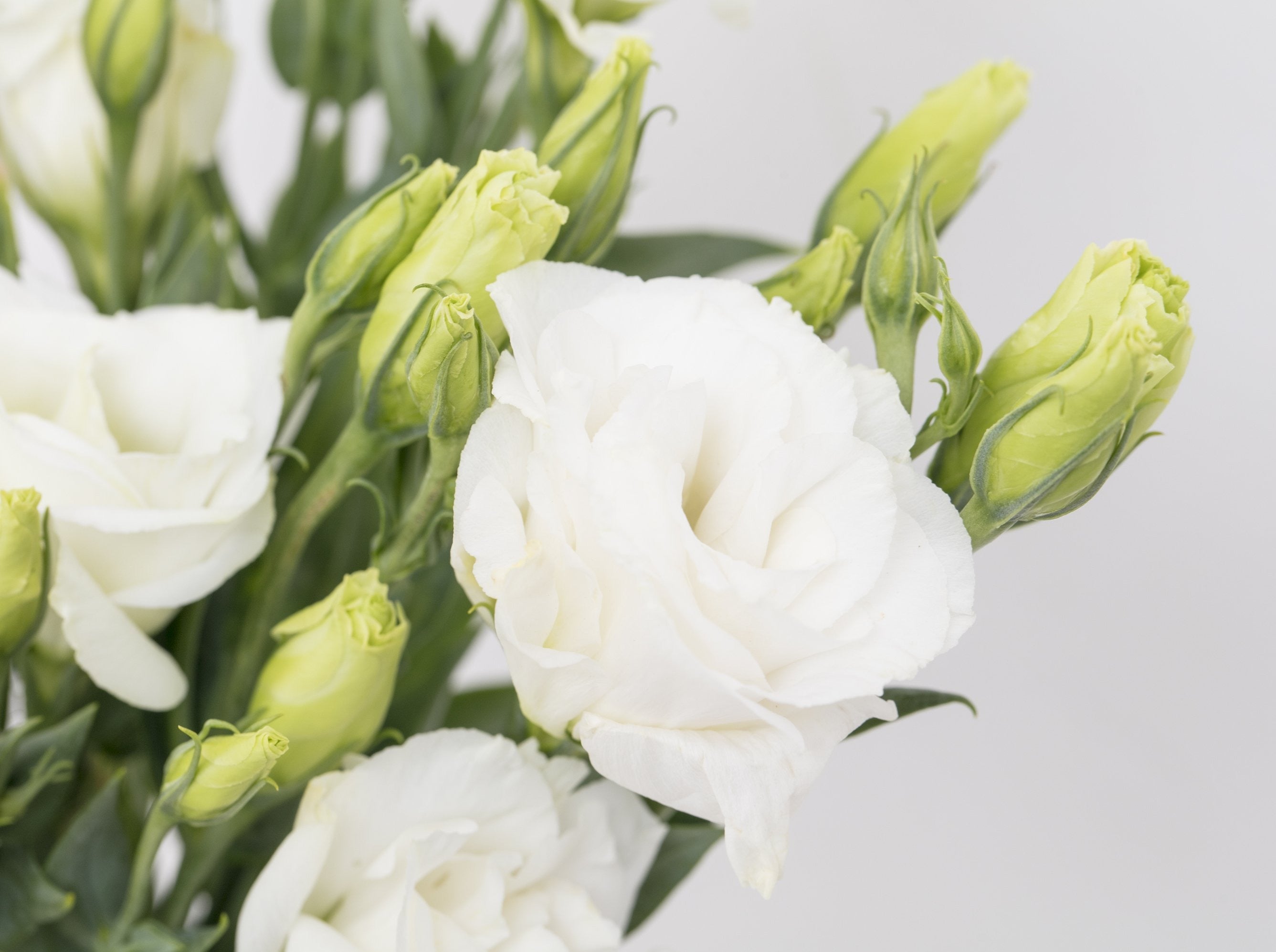 Lisianthus