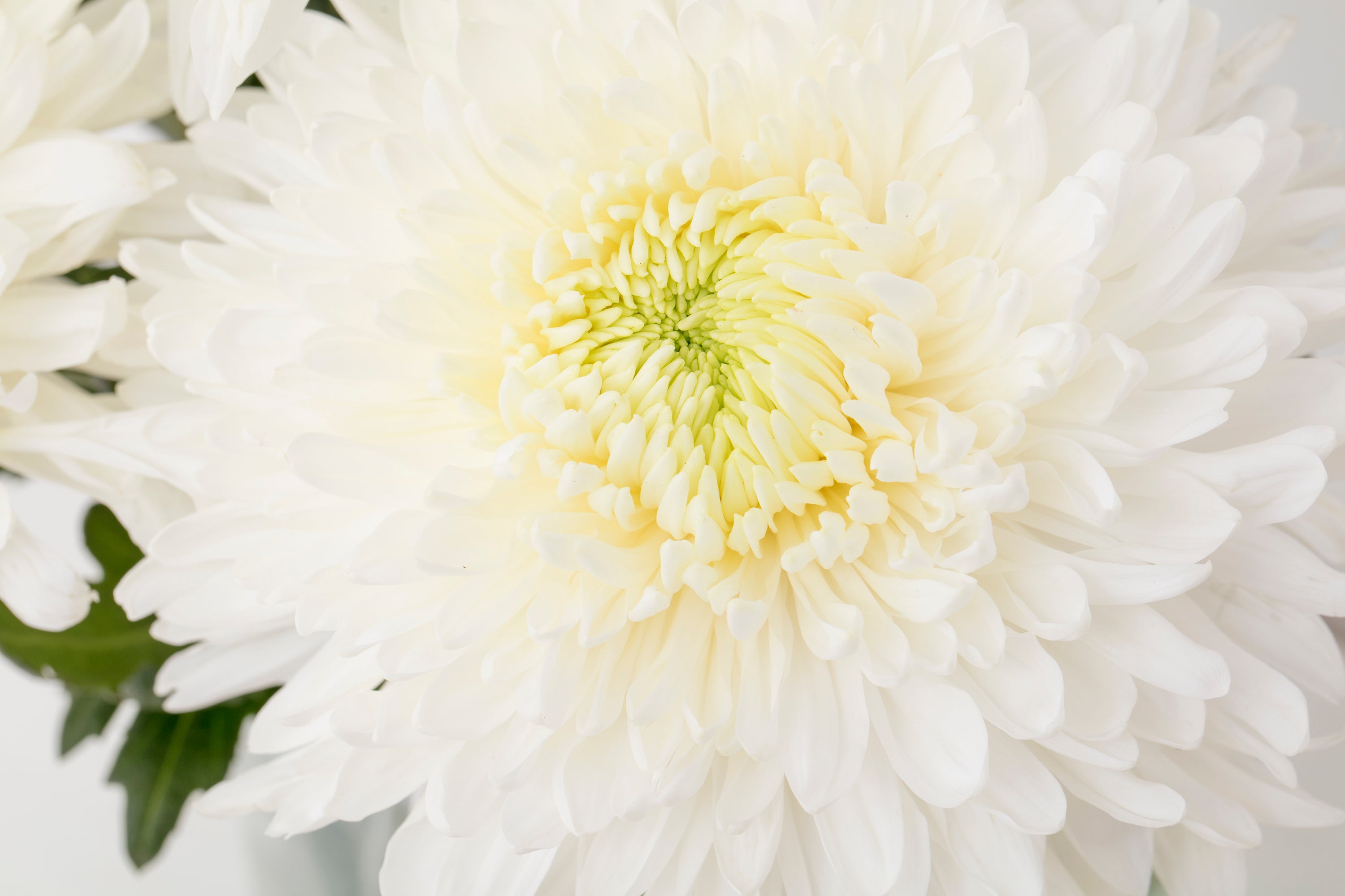 Disbud Chrysanthemums