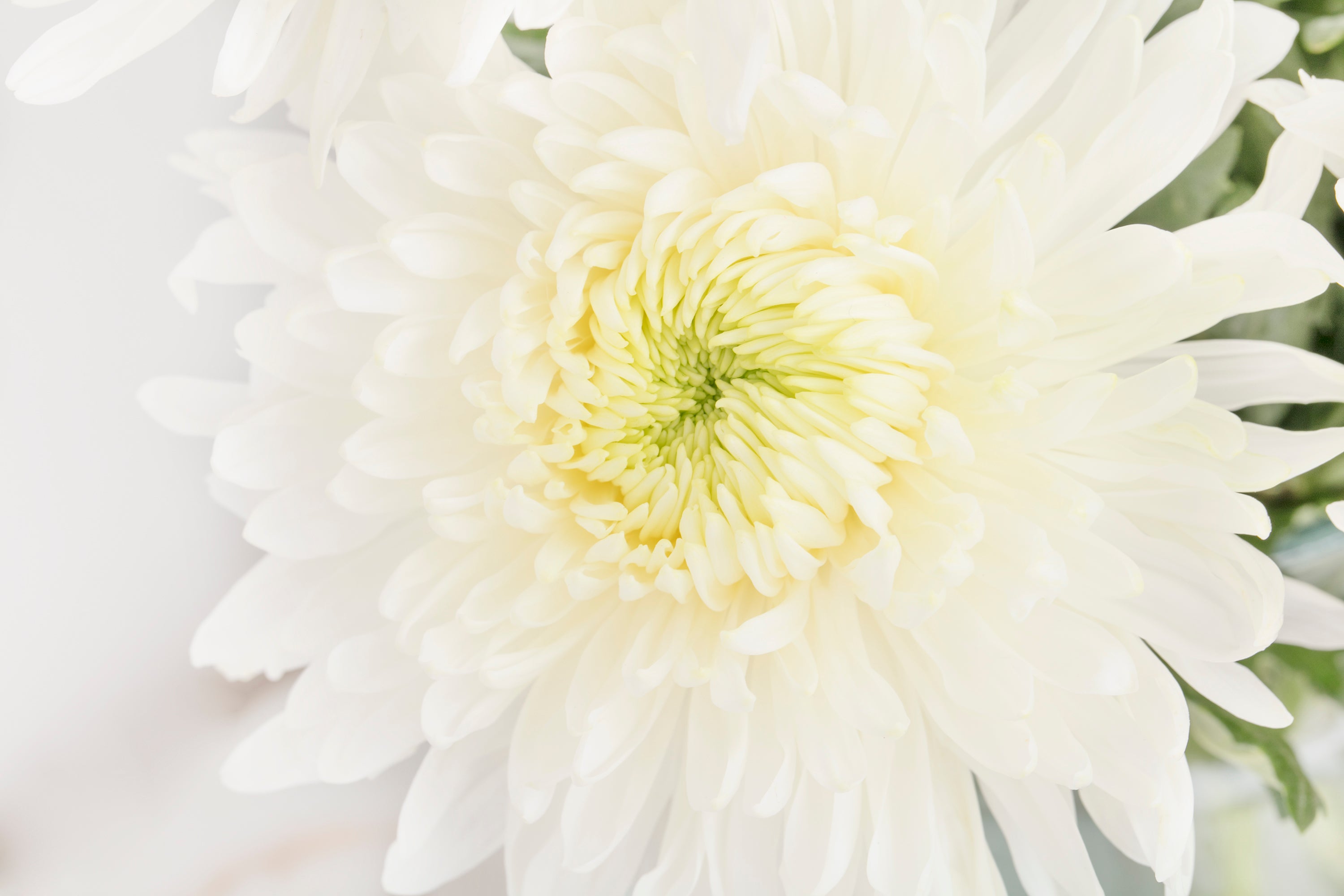 Disbud Chrysanthemums