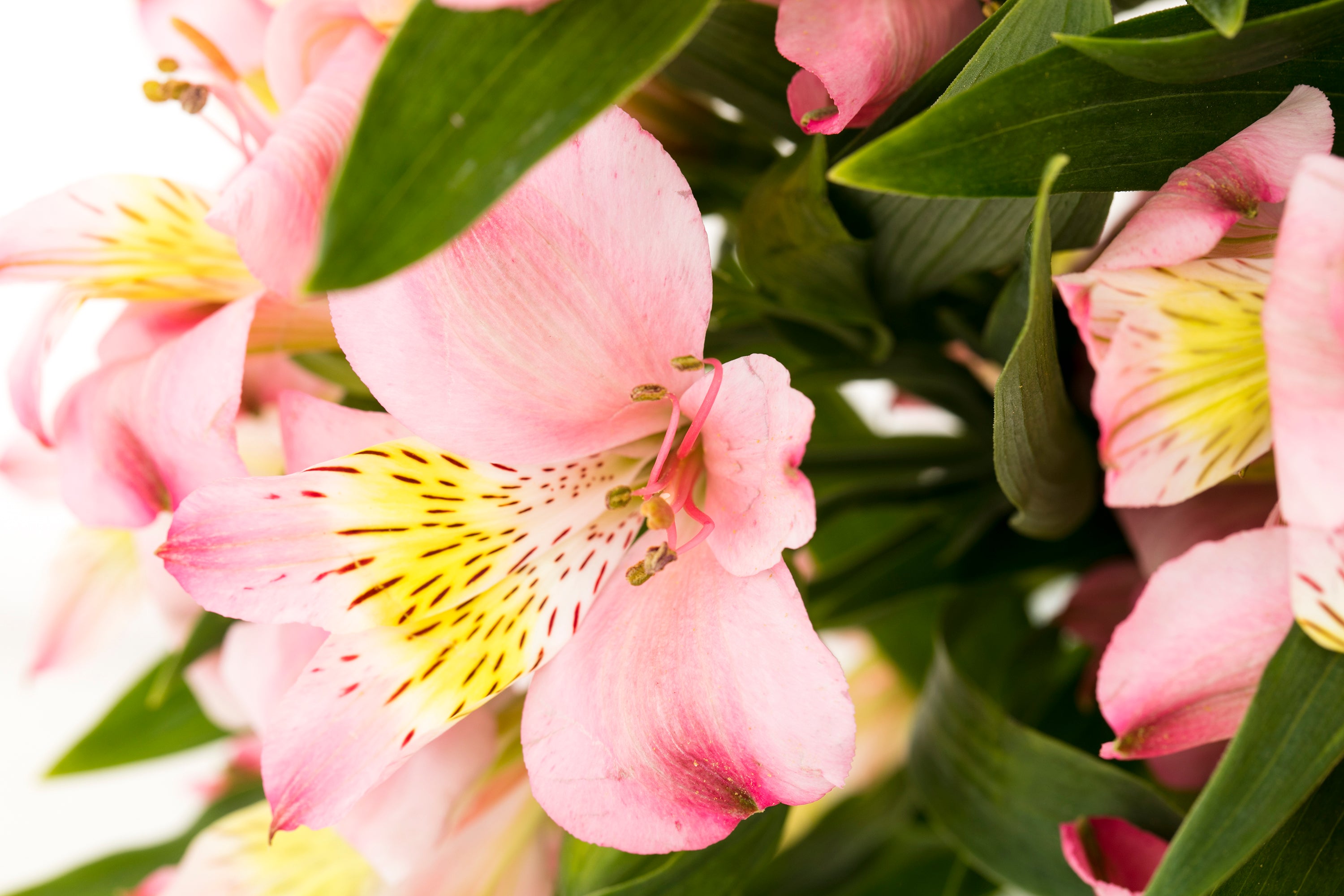 Alstroemeria