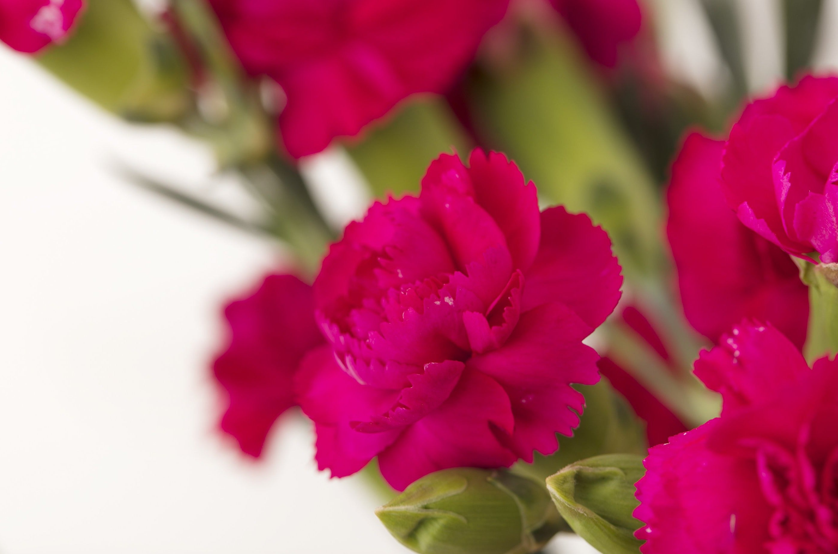 Spray Carnations