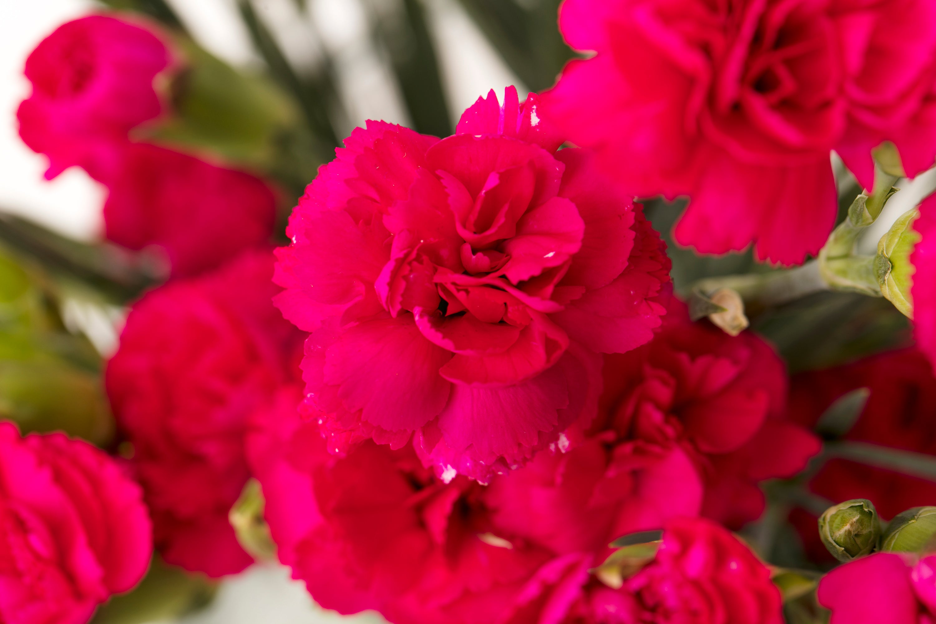 Spray Carnations